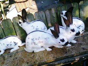 Кролики Бабочки декоративная порода