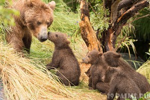 Описани е бурого медведя