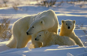 Вес бурого, белого медведя и гризли: сравнение и факты