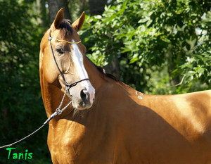 Содержание буденновских лошадей