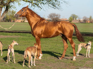 Лошадь и собаки