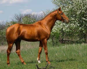 Лошадь возле сада