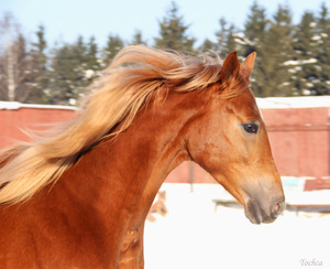 Буденновская лошадь и ее содержание