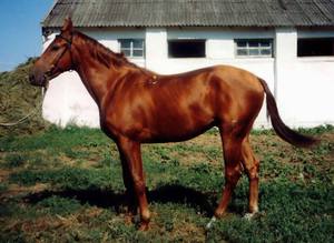 Разведение буденновских лошадей