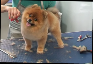 Как правильно стричь шпицев