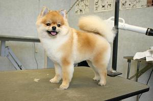 Как подготовить шпица к стрижке