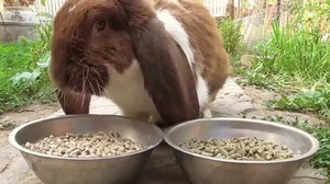 Комбикорм для кроликов своими руками