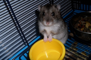 Выбор  клетки для хомяка