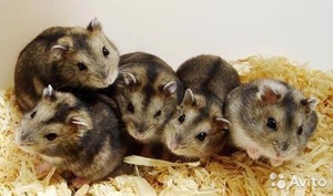 Размножение хомяков