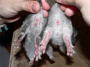 Как узнавать пол кроликов