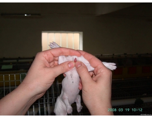 Первичные и вторичные половые признаки кроликов