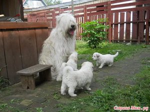 Порода Южнорусская сторожевая