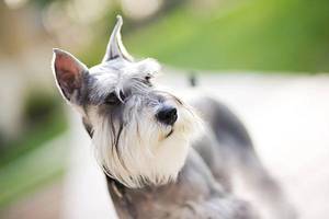 Уход за шерстью, ушами и глазами цвергшнауцера