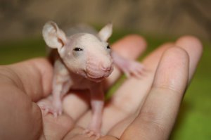 Как ухаживать за крысой Сфинкс