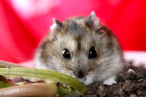 Джунгарский хомяк