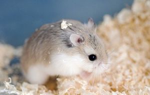 Хомяк Роборовского