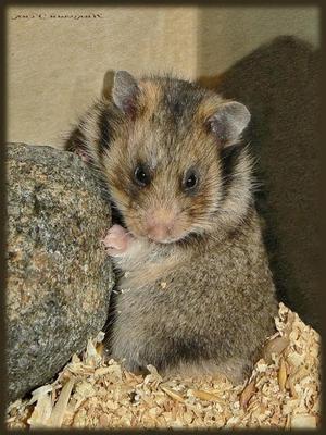 Хомяк радде