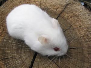 Хомяк альбинос