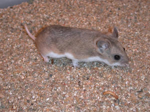 Длиннохвостый хомяк