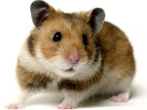 Все породы хомяков: виды, уход и особенности содержания