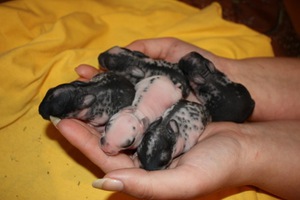 Описание шансов на выживание крольчат при искусственном кормлении