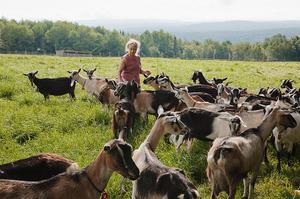 Порода коз -альпийская