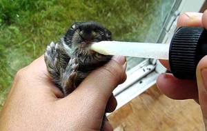 Описание правил кормления новорожденных крольчат