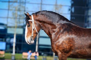 Владимирский тяжеловоз