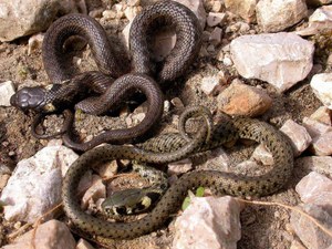 Размножение обыкновенного ужа: особенности и поведение змеи