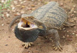 Бородатая агама-уход и содержание