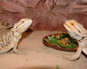 Кормление агамы