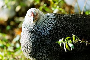 Куры мастер грис