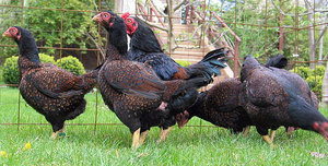 Корнуэльские куры