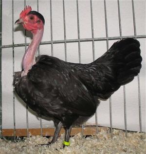 Черная курица-голошейка