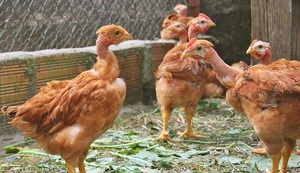 Курицы-голошейки