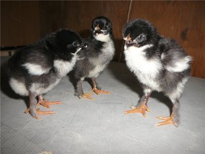 Цыплята маран