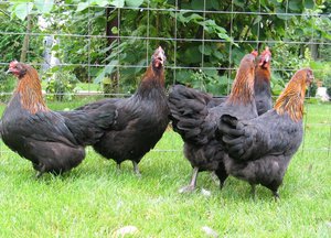 Черно-медные птицы маран