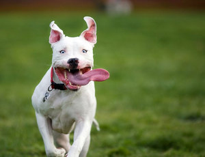 Кличка для стаффа