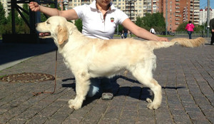 Как ухаживать за ретривером