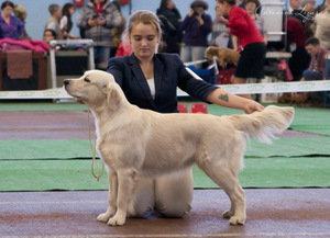 Как дрессировать ретривера