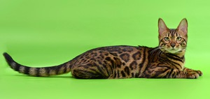 Бенгальская кошка