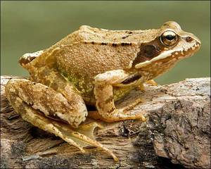 Где живёт травяная лягушка: ареал обитания и среда