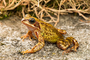 Окрас травяной лягушки