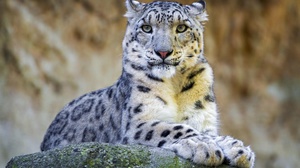 Характер снежного барса