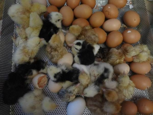 После вылупления цыплят - температуру нужно регулировать по графику