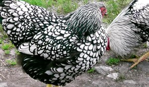 Кормление кур несушек