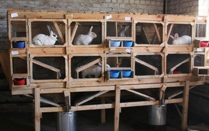 Как построить крольчатник своими руками: пошаговая инструкция