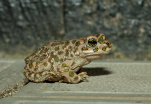 Земляная жаба: образ жизни, питание и среда обитания