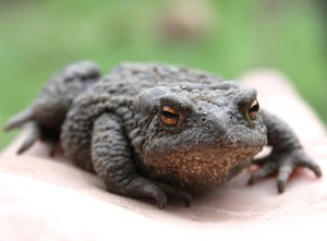 Серая жаба 