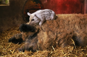 Как выглядит венгерская мангалица